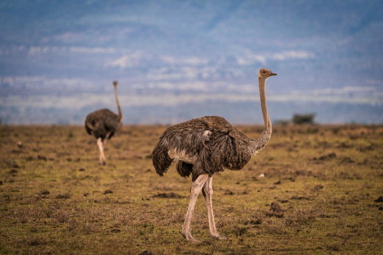051 Masai Mara, struisvogels.jpg